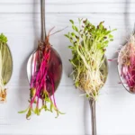 Microgreens spoons