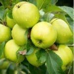 Donde crece la manzana verde 1
