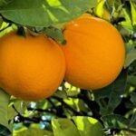 Naranja washington navel 21 2990cd4b353fdb9a8816301115428992 640 0