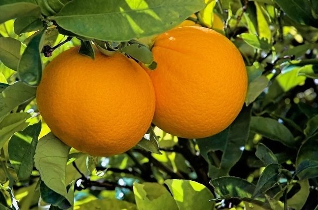 Naranja washington navel 21 2990cd4b353fdb9a8816301115428992 640 0