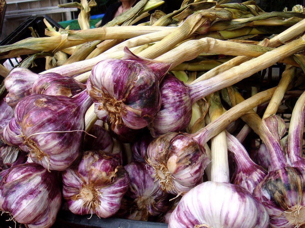 Garlic
