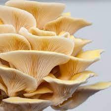 Girgolas