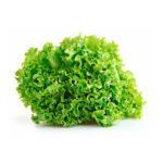 Lechuga crespa bto6 1 5718