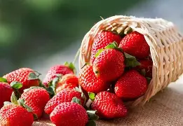 Frutilla