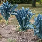 Kale