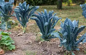 Kale