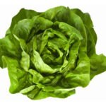 Lechuga mantecosa