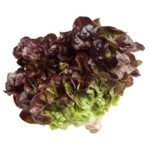 Lechuga morada