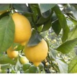Limon