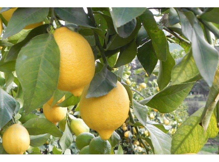 Limon