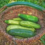 green cucumbers on round brown wicker basket