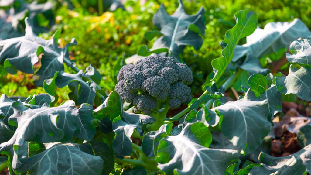 Broccoli field