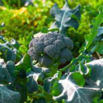 Broccoli field