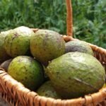 Palta
