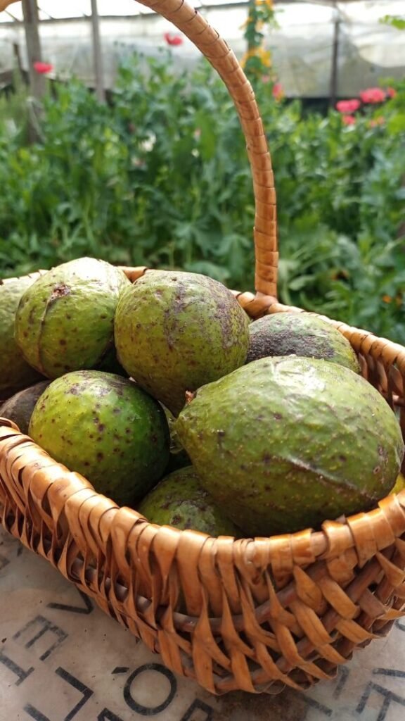 Palta