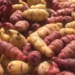 Papines andinos