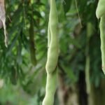 A bunch of green beans hanging from a tree