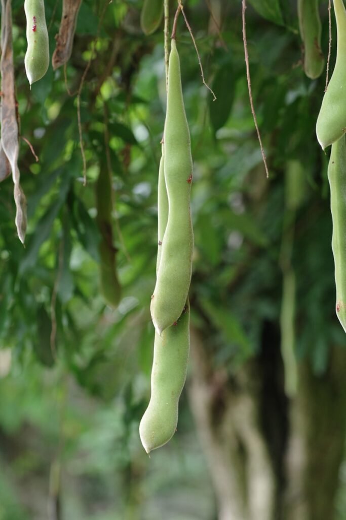 A bunch of green beans hanging from a tree