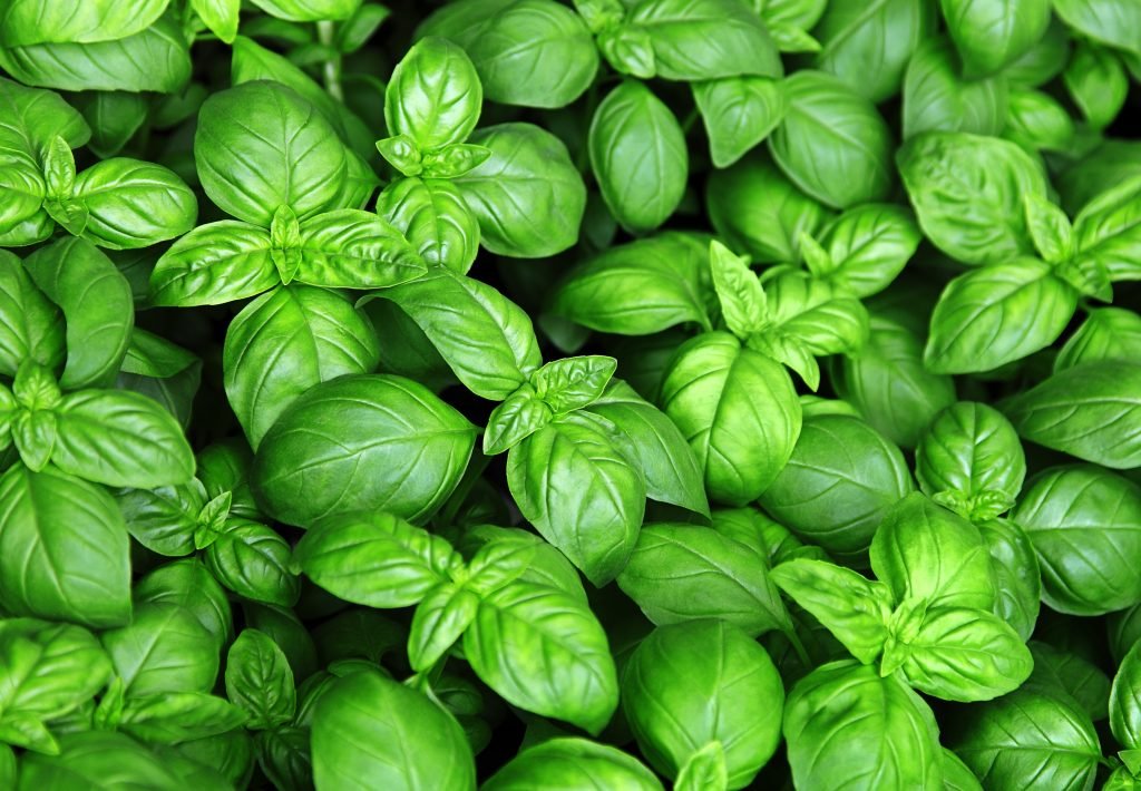 7e2db098 albahaca basil adobestock 81129315 1024x710