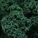 a close up of a bunch of green vegetables