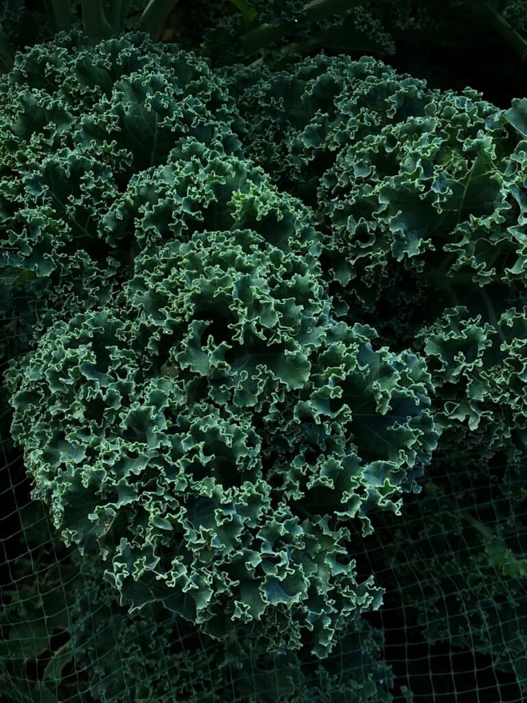 a close up of a bunch of green vegetables