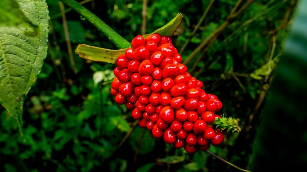 a close up of a red berry