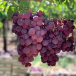 Uva red globe