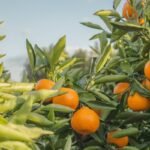 selective focus photography of unpicked orange fruits during daytime
