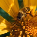 black and yellow bee on yellow flower