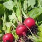 red round fruit on brown tree branch