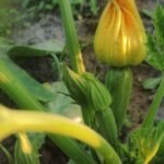A close up of a yellow flower on a plant