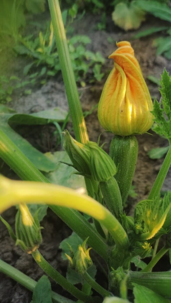 A close up of a yellow flower on a plant