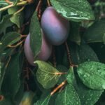 green and purple fruit with green leaves