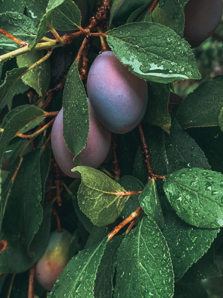 green and purple fruit with green leaves