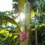 green banana tree during daytime