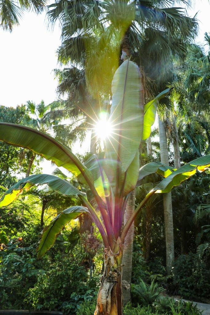 green banana tree during daytime