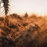 a close up of a field of wheat