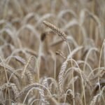 a field of ripe wheat ready to be harvested