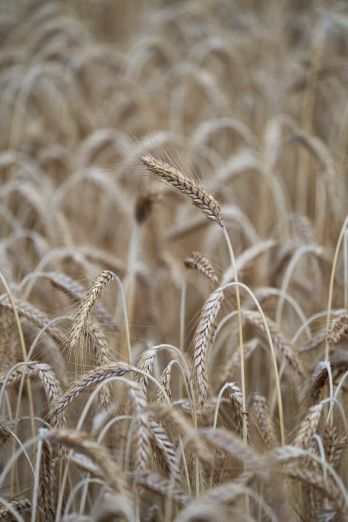 a field of ripe wheat ready to be harvested