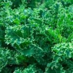 Kale