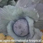 Repocolo