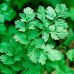 Cil