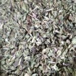 Oregano