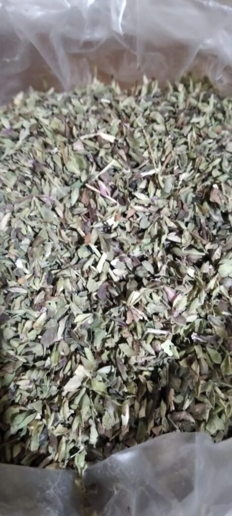 Oregano