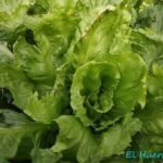 Esca